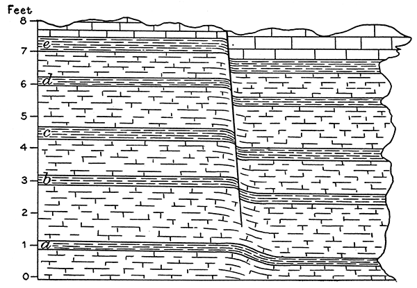 A fault in chalk beds of Group A of the Smoky Hill member that grades into a fold in underlying shale.