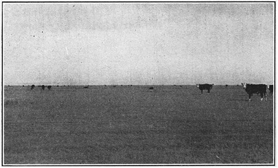Black and white photo of cattle grazing on the High Plains, Hamilton County.