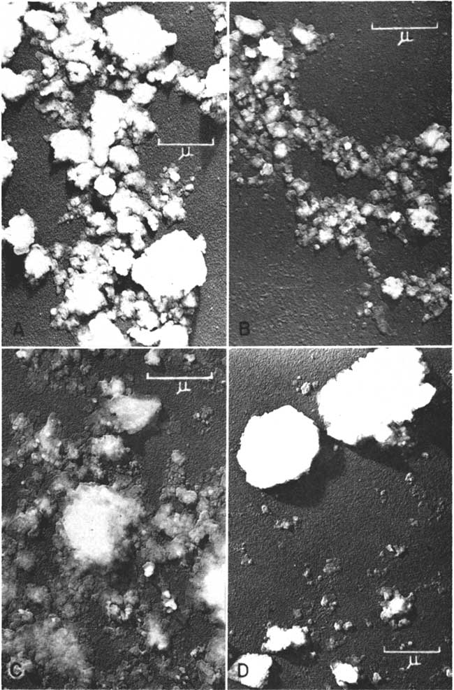 Four photomicrographs