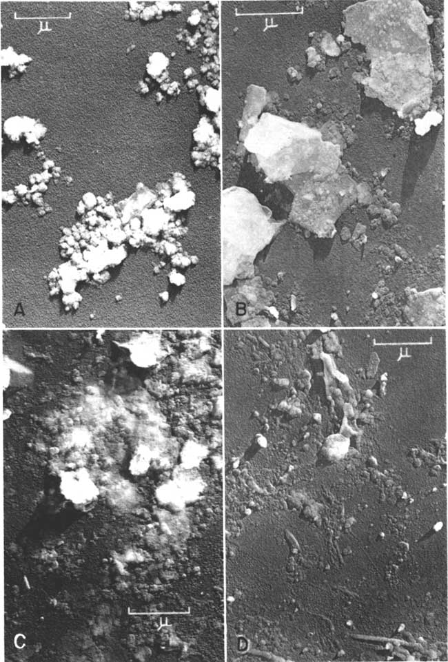 Four photomicrographs