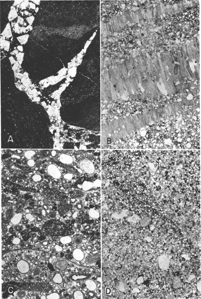 Four photomicrographs