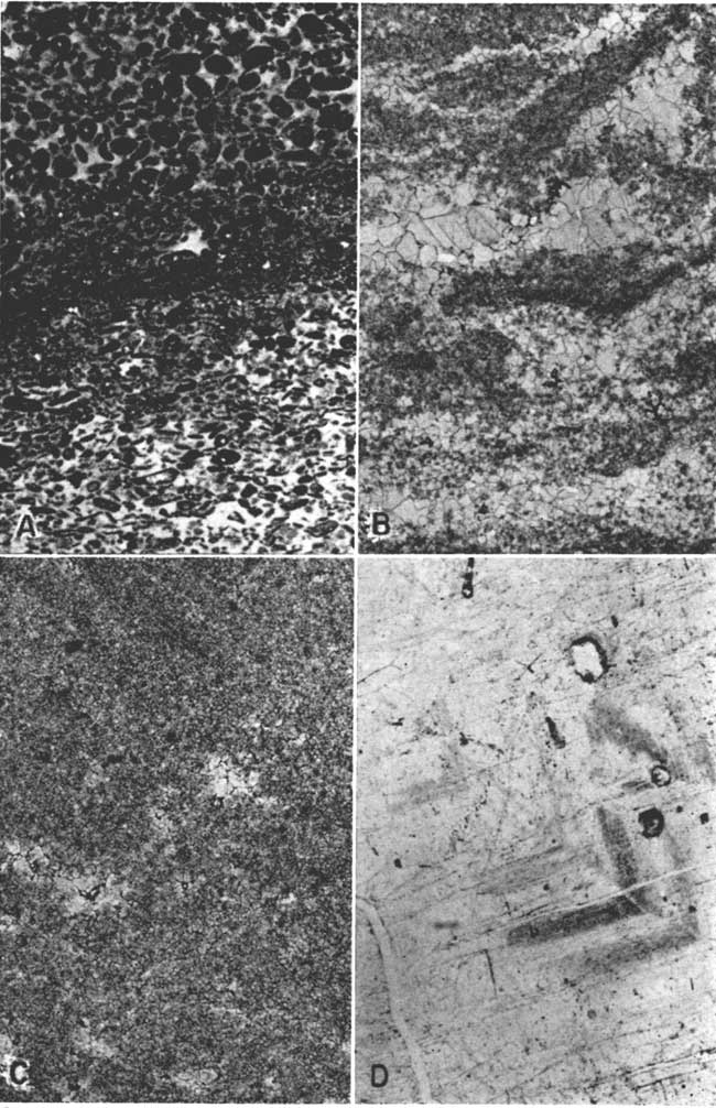 Four photomicrographs