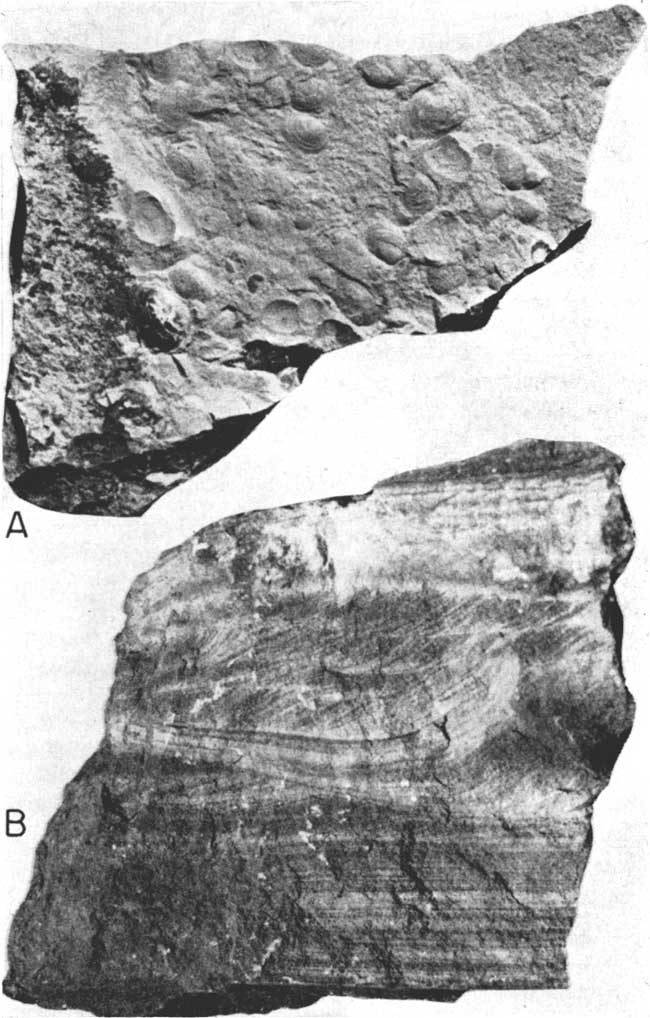 Two rocks; brine shrimp impressions in shale; cross bedding in sandstone