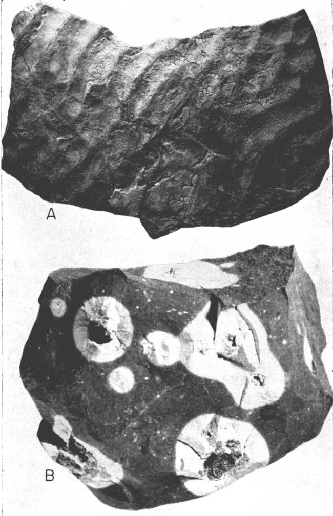 Two rocks; ripple marks preserved in siltstone with small cracks from mud drying; light green spots in red Ninnescah shale