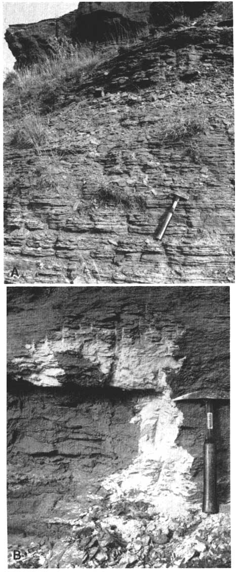two black and white photos; outcrop 6-7 feet high, siltstone with thin horizontal bedding; bed of white sandstone weathers very dark, exposed with hammer shown.