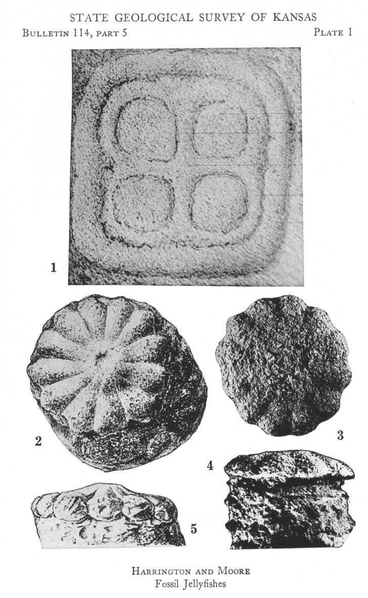 Black and white photos of 5 fossils