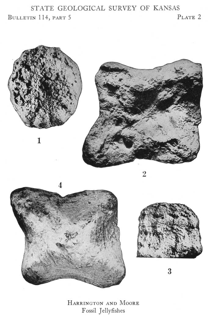 Black and white photos of 4 fossils