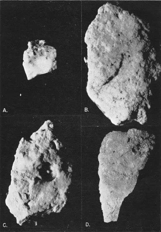 Four black and white photomicrographs.