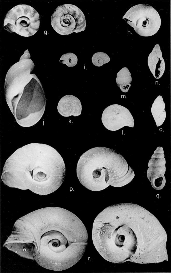 Black and white photo of fossil mollusks from Ogallala formation.