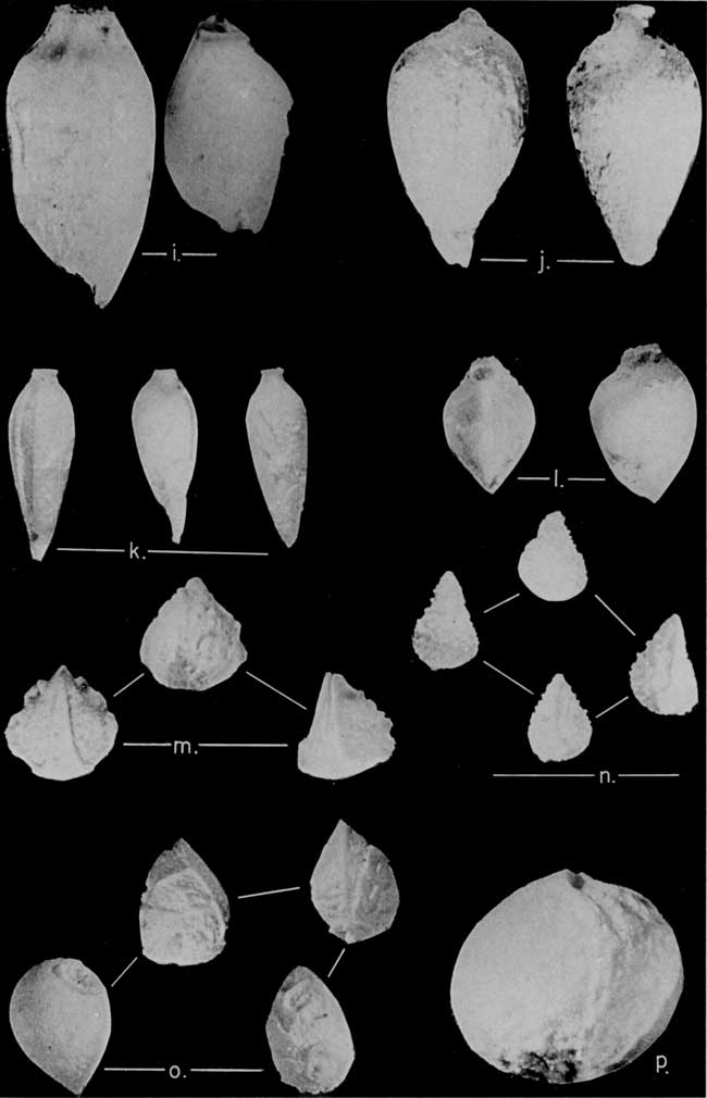 Black and white photo of fossil seeds from Ogallala formation.