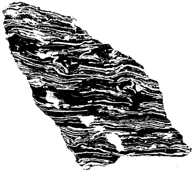 Black and white image of limestone sample with laminated appearance.