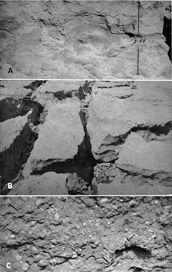 Three black and white photos; top shows a foot of Verdigris Ls; middle shows eroded jointing in Verdigris Ls; bottom shows Marginifera fossils.