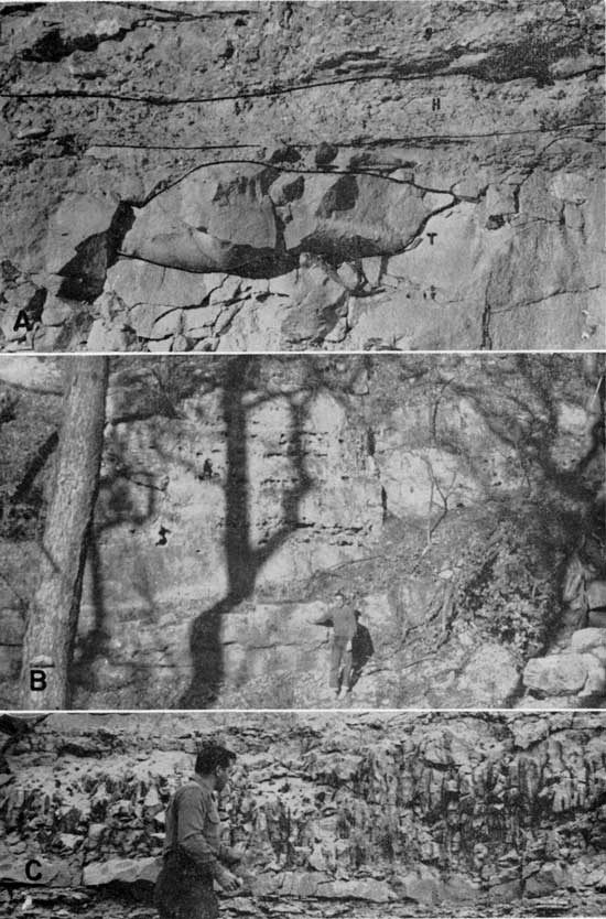 Three black and white photos showing closeups of chert exposure, reef exposure, and clam borings.