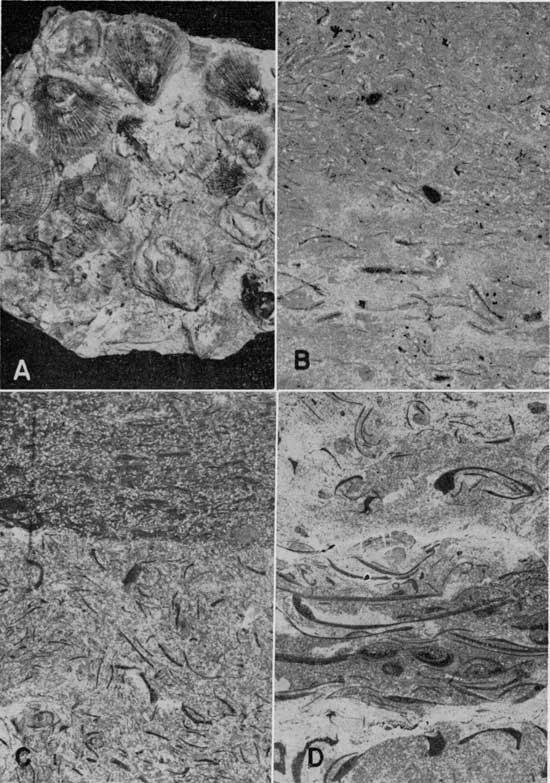 Four black and white photos showing samples in detail.