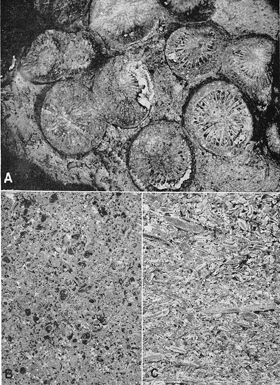 Three black and white photos showing samples in detail.