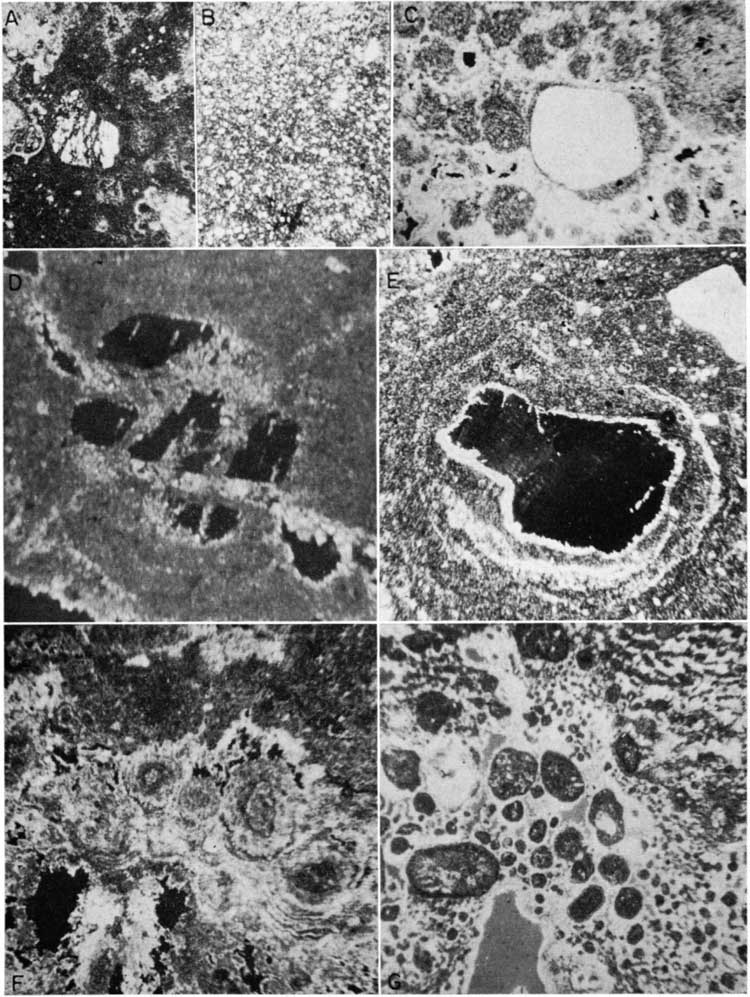 Seven black and white photomicrographs, described in caption.