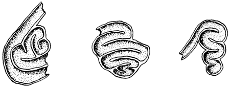 Three drawings showing coiled and twisted remains of Ammovertella fossils.