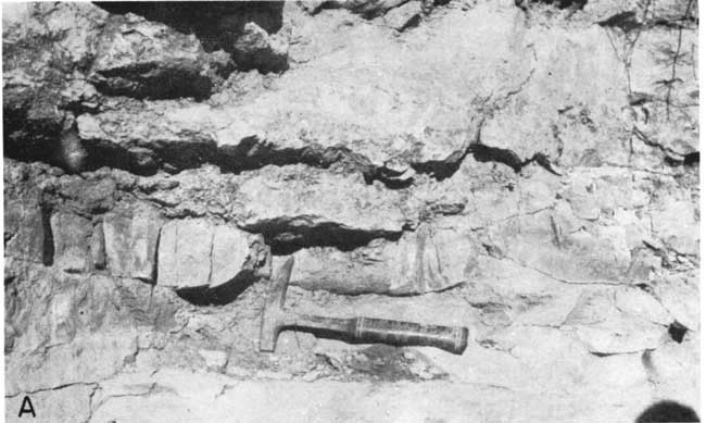 Black and white photo is closeup with rock hammer for scale of chert in Neva.
