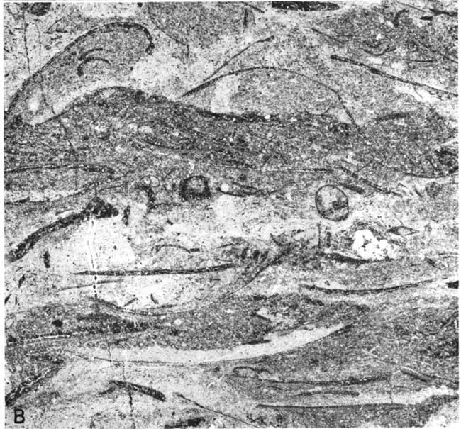 Photomicrograph is of shell fragments in lower part of Sallyards LS.