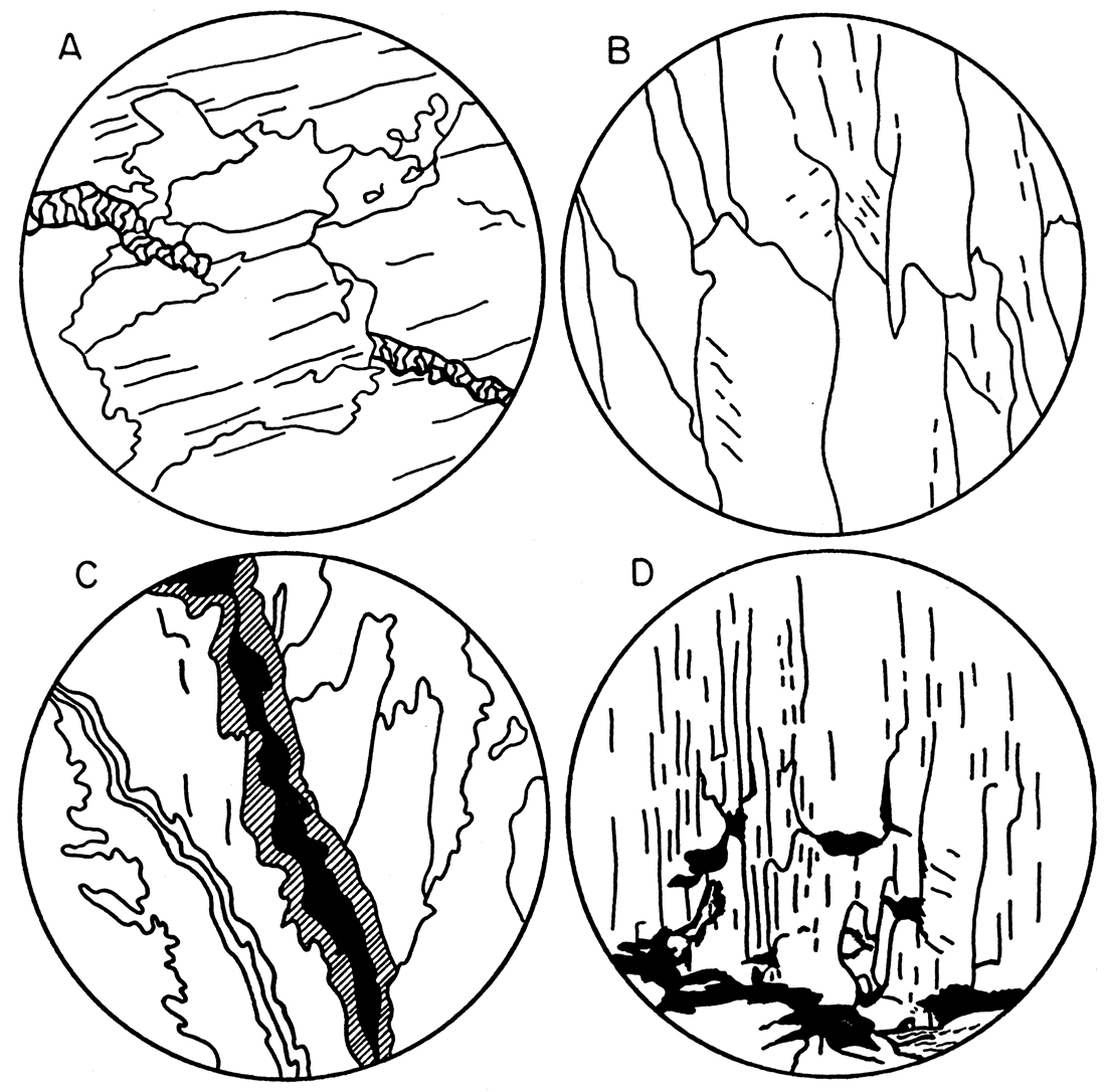 Camera lucida drawings showing details of gypsum rock in gypsum bed in Easly Creek shale.