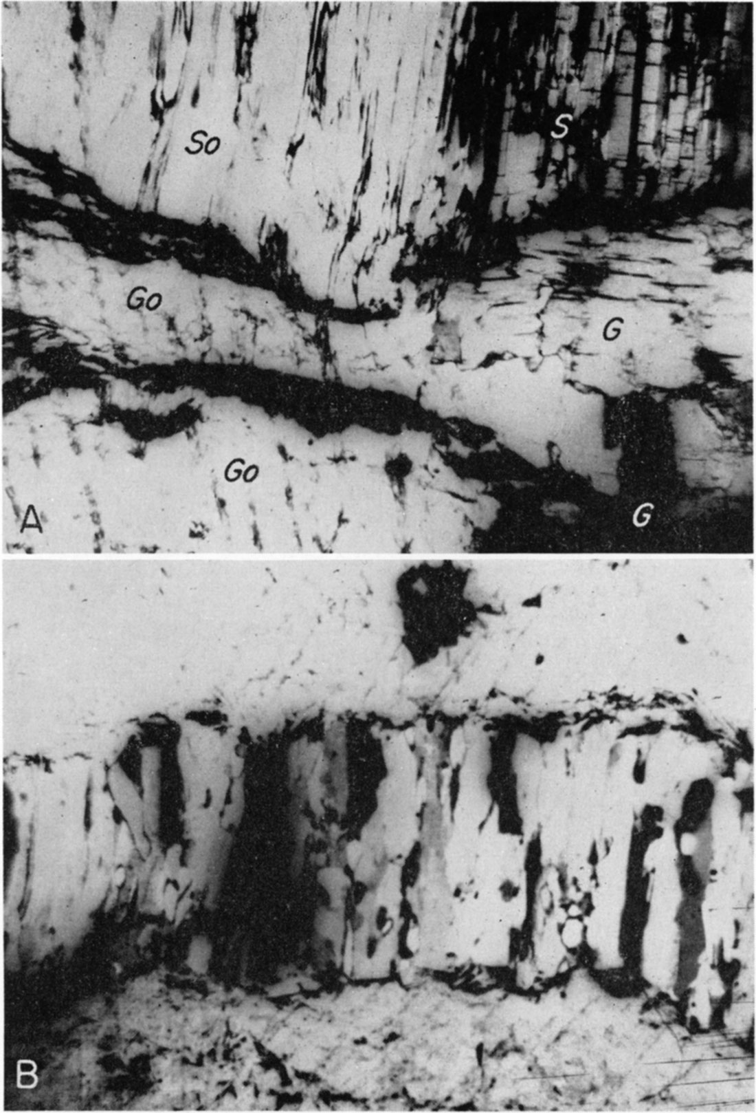 Two black and white photomicrographs showing relation of satin spar to selenite.