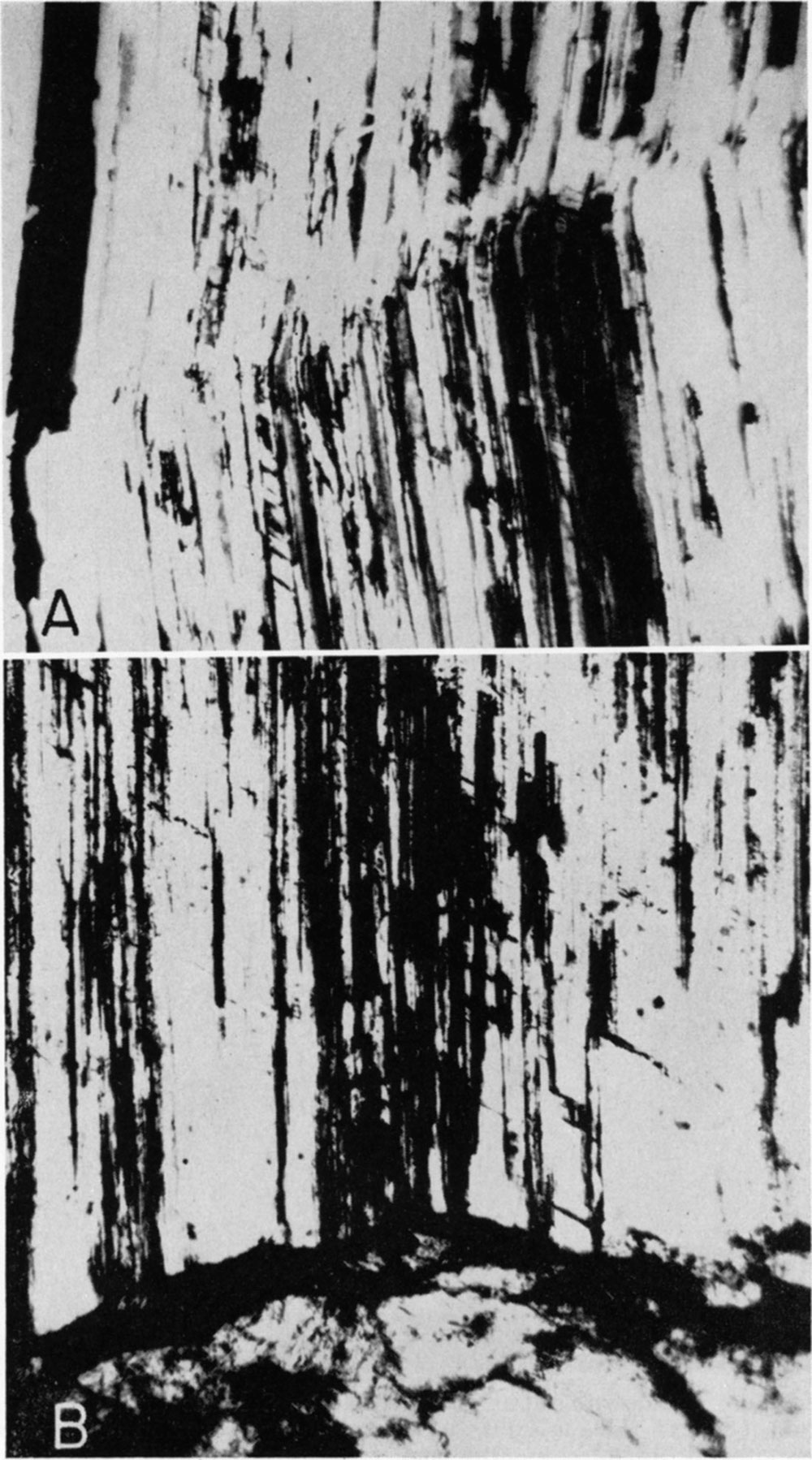 Two black and white photomicrographs of satin spar.