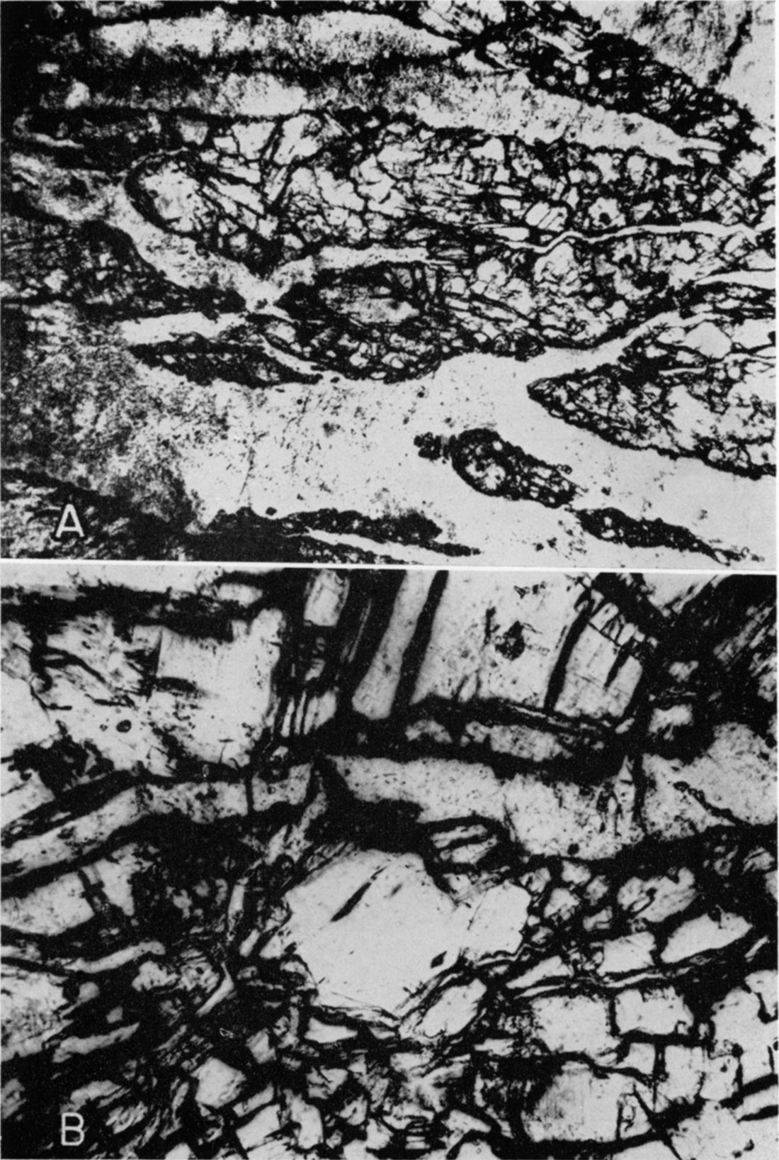Two black and white photos; photomicrographs of gypsum veinlets penetrating anhydrite.