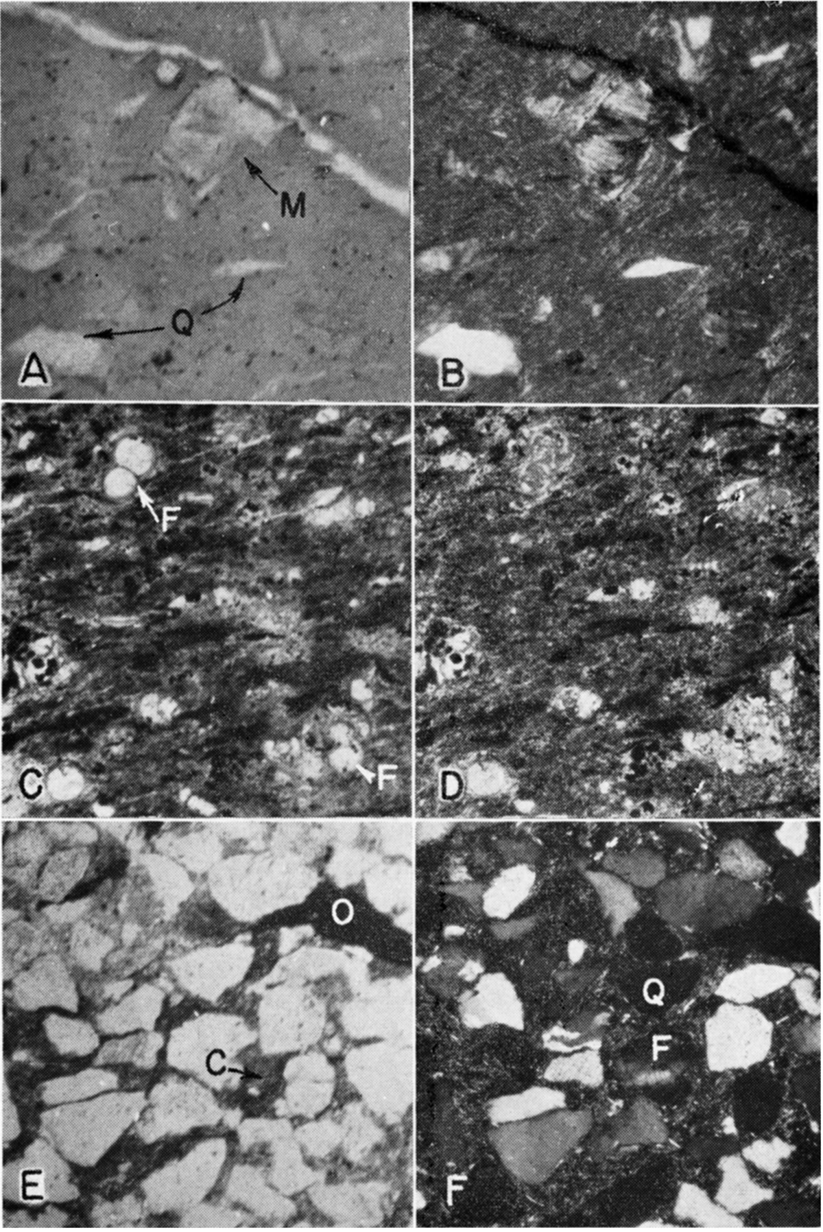 Photomicrographs of thin sections.