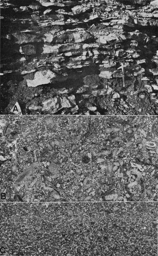 Three black and white photos; top is closeup of outcroip showing blocks of calcarenite separated by dark shale, rock hammer for scale; bottom two are photographs of peel prints.