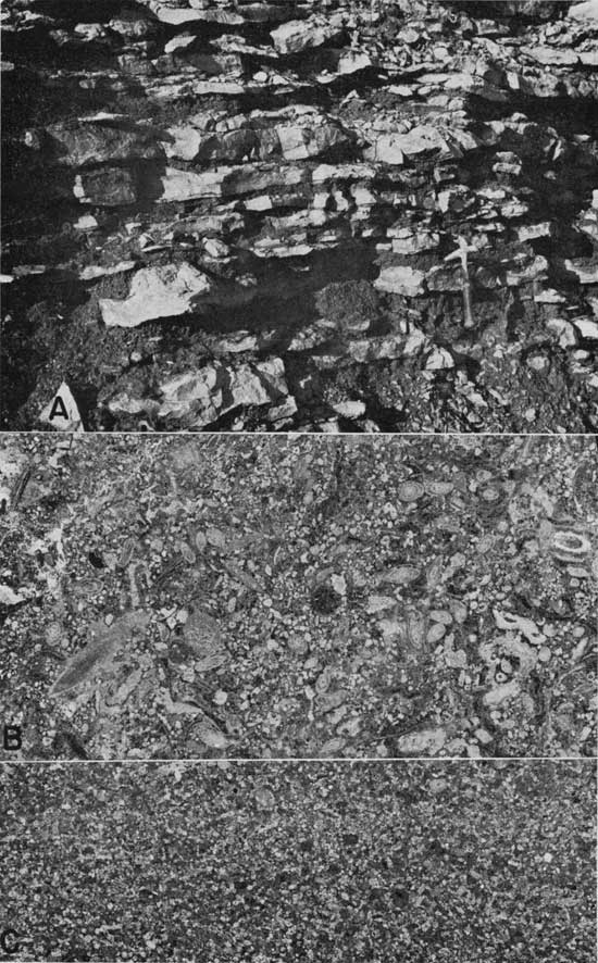 Three black and white photos; top is closeup of outcroip showing blocks of calcarenite separated by dark shale, rock hammer for scale; bottom two are photographs of peel prints.
