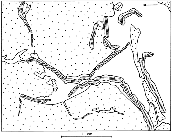 Drawing to highlight features of previous peel print.