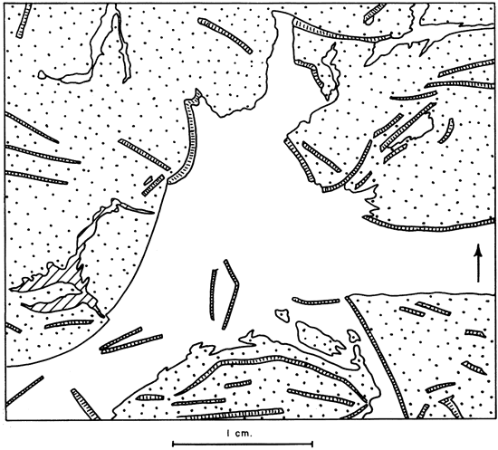 Drawing to highlight features of previous peel print.