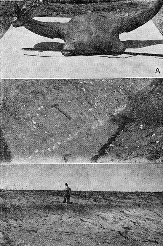 Three black and white photos; top is of bison skull fossil; middle is of caliche nodules; bottom is of paleosol.