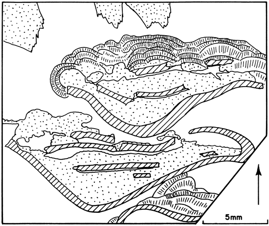 Drawing showing features of plate 5.