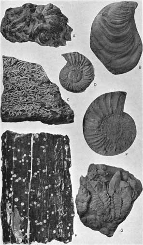 One view of Conopeum, Inoceramus, and Proboscina; two views of Collignoniceras woollgari (Mantell); one view of Teredo and Stramentum.