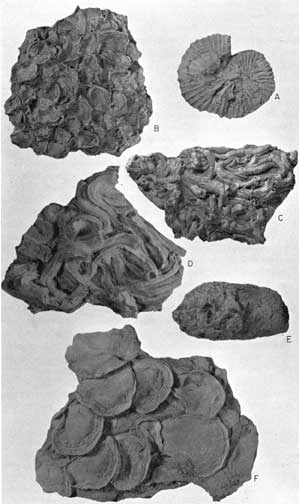 Two views of Ostrea congesta Conrad; one view of Scaphites patulus Cobban; one view of Serpula tenuicarinata Meek and Hayden; one view of Serpula semicoalita Whiteaves; one view of coprolite.