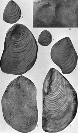 Three views of Inoceramus latus Sowerby; four view of Inoceramus labiatus Schlotheim.