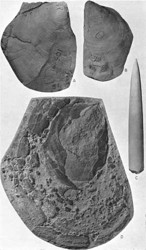 Three views of Inoceramus cuvieri Sowerby; one view of Actinocamax manitobensis (Whiteaves).