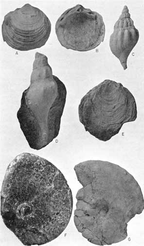 Two views of Lucina juvenis Stanton; two views of Bellifusus willistoni (Logan); one view of Inoceramus latus Sowerby; two views of Proplacenticeras pseudoplacenta (Hyatt).