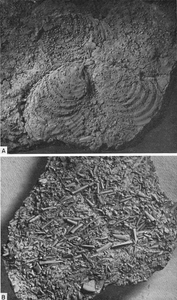 Two black and white photos; top shows two valves of Inoceramus in place; second shows large number of fish teeth embedded in rock.
