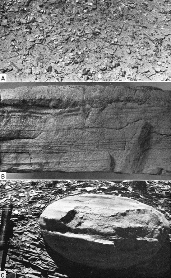Three black and white photos showing detailed feature of Fairport; top is of broken shells on surface; second is of limestone with horizontal banding seen; bottom is of round nodule embedded in shale.