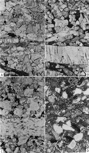 Thin sections from Carlile Shale.