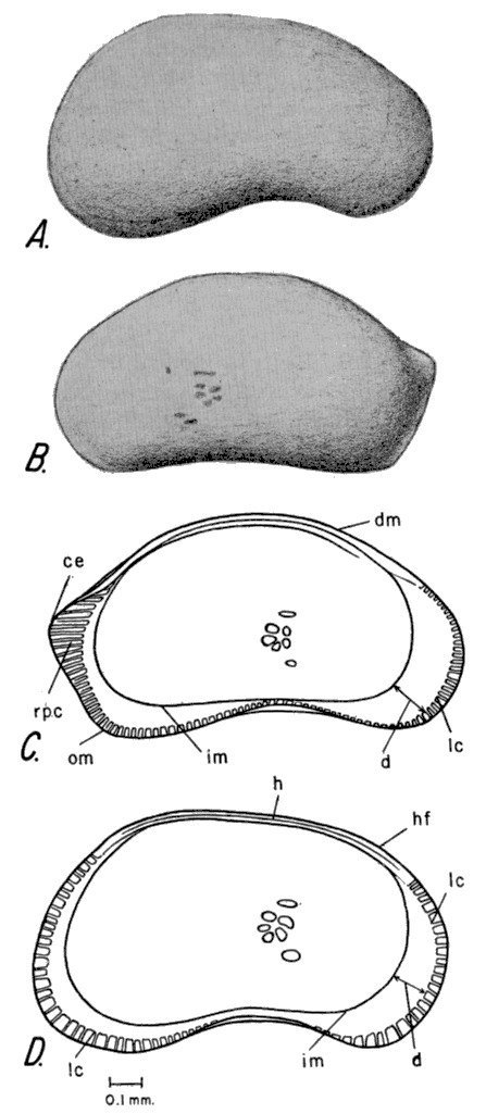 Drawings of Candona nyensis.