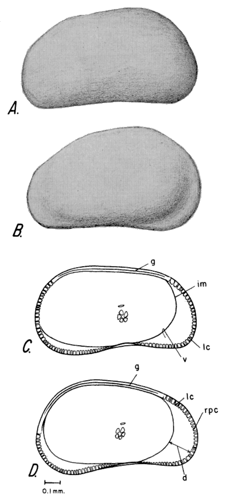 Drawings of Candona renoensis.