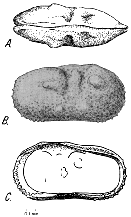 Drawings of Ilyocypris gibba.