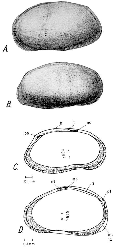 Drawings of Cyprideis littoralis.