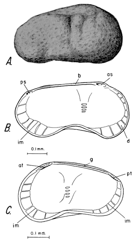 Drawings of Limnocythere staplini.