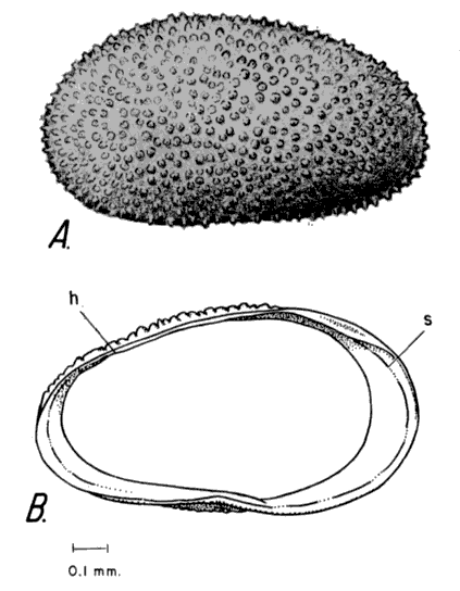 Drawings of Cypricercus tuberculatus.