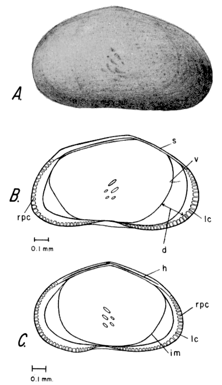 Drawings of Eucypris meadensis.
