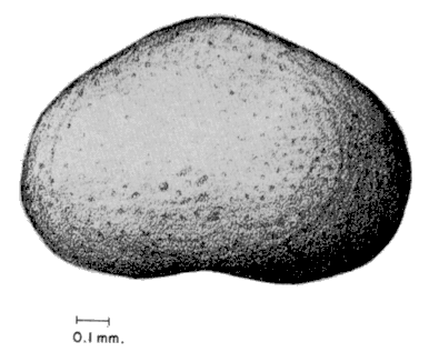 Drawings of Cypridopsis vidua.